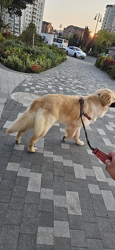 satiliq itler: Retriever, 1 il, Dişi, Sənədli, Ünvandan götürmə — 4