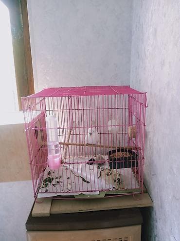 Tutuquşları: Öncelikle her kese salam deyerli insanlar👋🏻Hazır cüt temiz qan çexler — 8