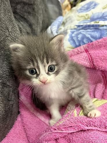 pişik cutlesdirmek: Yaxşı əllərə — 5