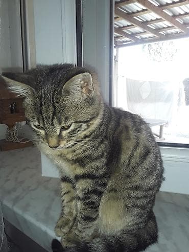 pişiyler: Tabbi, Erkək — 2