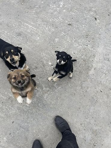 it qiz seksi: Peyvəndli — 3