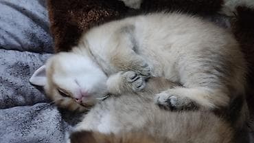 keci seki: Qızıl şinşilla, Erkək, Yaxşı əllərə, Ünvandan götürmə — 4