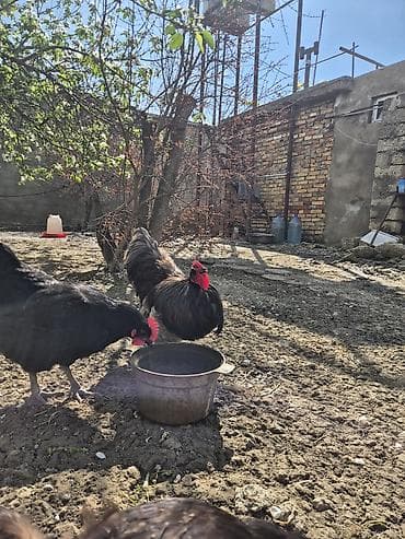 cücə və xoruz: Salam Aleykum 1 yaşi var .Ciddi şexsler narahat etsin — 7