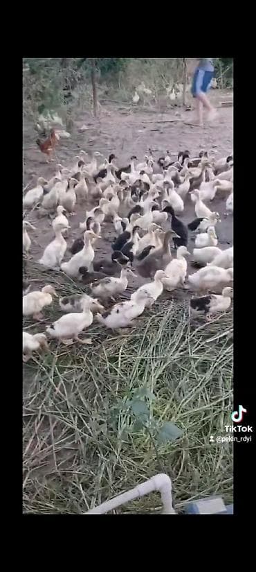 Pekin ördeyi 3.50 qepik maya deyerine satiram 25 gunlukdu at lalafo.az Pekin ördeyi 3.50 qepik maya deyerine satiram 25 gunlukdu