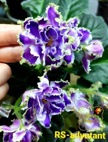 bənövşə gülü şəkilləri: Otaq bitkiləri — 7