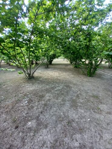 домики в набране: Qiymət sondur. Əla yerləşmə: Heydər Əliyev küçəsi Yalama kəndinin — 9