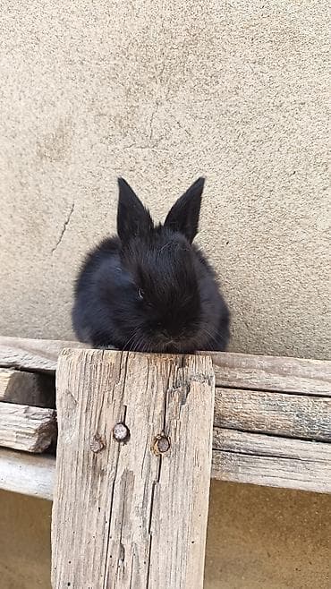 гулдор роза: Salam. Yerli bu ve diger balalar var. Tam ag ve bele bezekliler — 2