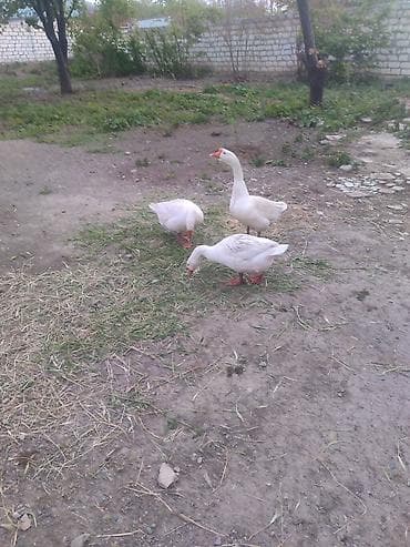 doyuşkən xoruz: Erkək, Yumurtalıq, Ünvandan götürmə — 1