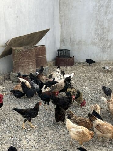 cücə və xoruz: Toyuq, Australorp, Brama, Damazlıq, Ünvandan götürmə — 26