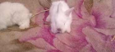 dovşan balaları: Üç ədəd ağ və boz rəngli, yumşaq tüklü dovşan balası. Onlar sakit və — 3