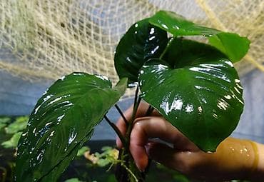 Aquarium bitkisi – Anubias barteri, anqustifolia heterophyyla