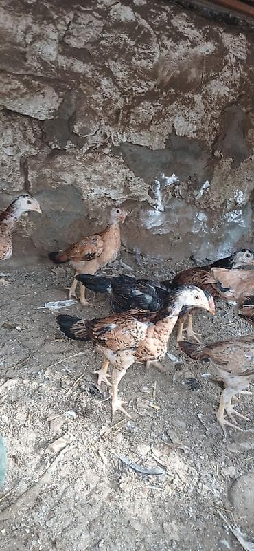 qus satisi: Heyrati6 ti cuce 1 ay yarimliqdi 1 Fere yeni analari 150 manata super — 5
