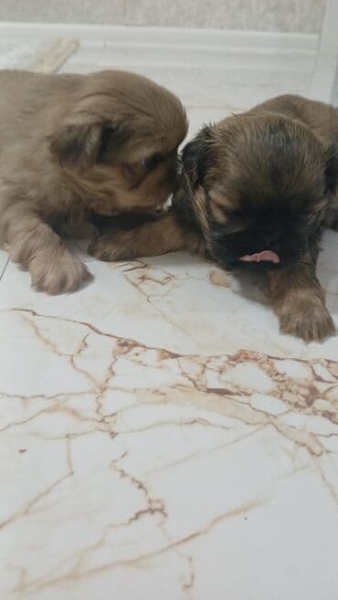 Gəmiricilər: Pekines, 1 ay — 3