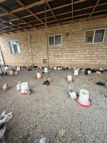 liqorin toyuqlar: Toyuq, Damazlıq — 5