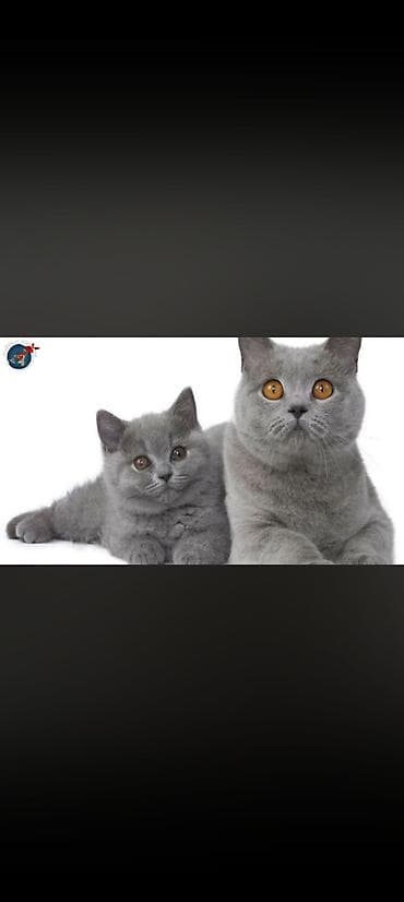 Зоотовары: Шотландская, Самец, Бесплатная доставка — 1