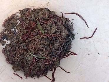 Canlı qurdlar – kompost və akvakultura üçün - Növ: torpaq/kompost