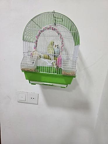 Muhabbet quşlari erkek dişi qefesle birlikde - Rəng: ağ metal tor +
