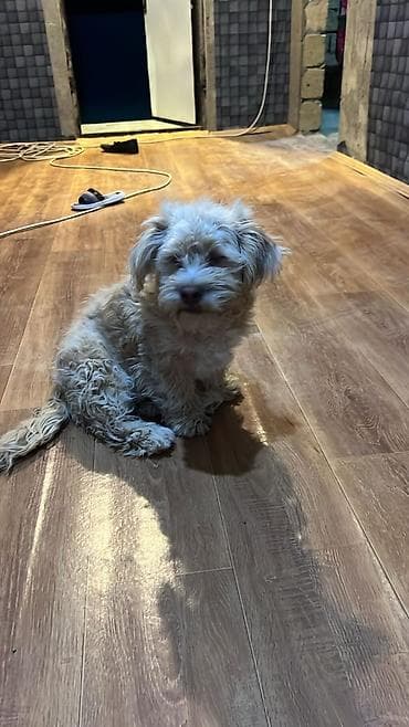 xaski satisi: Salam aleykum hər vaxtınız xeyir olsun it satılır bala pudel di 250 — 2