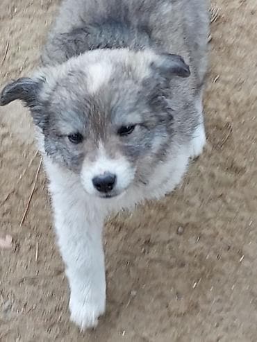 it evlerinin satisi: Zvonok — 3