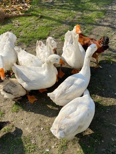 balasina sud vermeyen qoyun nece adlanir: Qaz sürüsü – ağ rəngli, narıncı dimdik və pəncəli, sərbəst otlaqda — 2