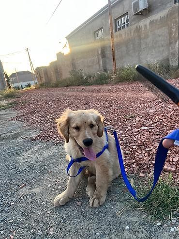 erkey quzu: Salam qizili temiz qan 3 ayliq golden retriever peyvend dermanlari — 1