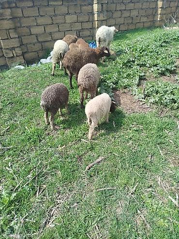 Qoyun və quzu sürüsü - Növ: yerli qoyun-quzu - Tərkib: müxtəlif