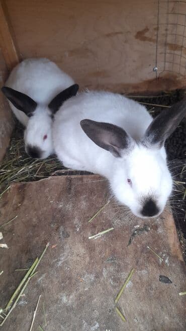 клетка для кролика: Salam. Gördüyünüz 3 aylıq KALİFORNİYA lar satılır. Almaq istəyən — 4