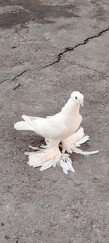 Erkəy Göyərçindi