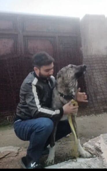 golden retriever qiyməti: Qurdbasar — 4