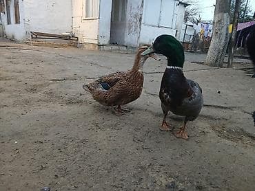 Atlar: Erkək, Damazlıq — 3