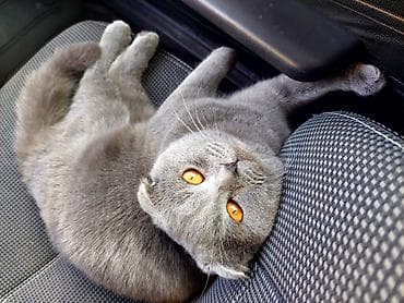 şotlant pişiyi: Şotland yastı qulaq, Erkək, Ünvandan götürmə — 5