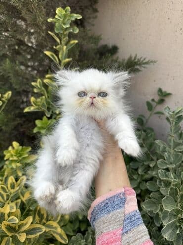 золотая шиншилла котенок: Fars — 6