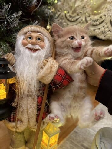 Mercedes-Benz: Erkək, Dişi, Yaxşı əllərə, Ünvandan götürmə — 1