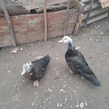 Xacmaz erazisinde mayali lal ordek yumurtasi satan varsa munasib — 1