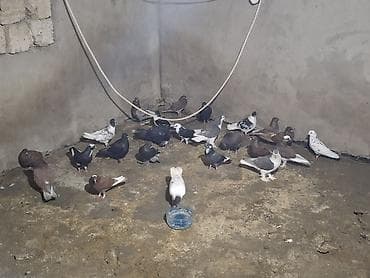 balaca ag itler: Şamaxı quşları uçan heyvanlardı. içinde 2 erkey pinqvin var qalanı — 1