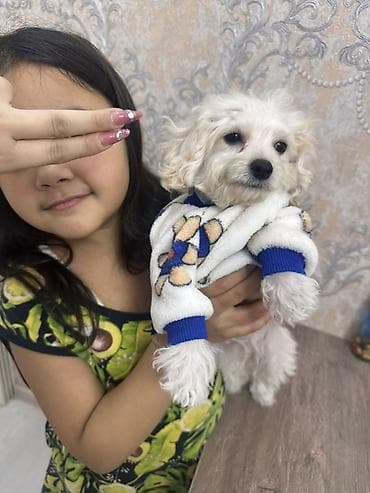 çoban itleri: Pudel, 3 ay, Erkek, Sənədli, Ünvandan götürmə — 1