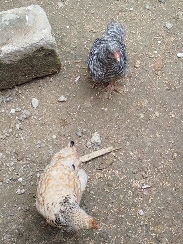 рынок животных в баку: Toyuq, Yumurtalıq, Ünvandan götürmə — 3