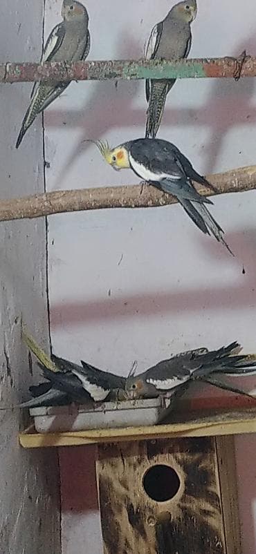 Птицы: Nimfa (Cockatiel) tutuquşuları – müxtəlif rənglərdə populyasiya - — 6