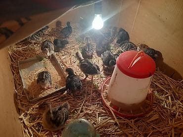 arı ailesi satilir: Amerikan Bronz hindusqa cuceleri 18 gunlukduler 24 eddedir cemi 13 man — 2