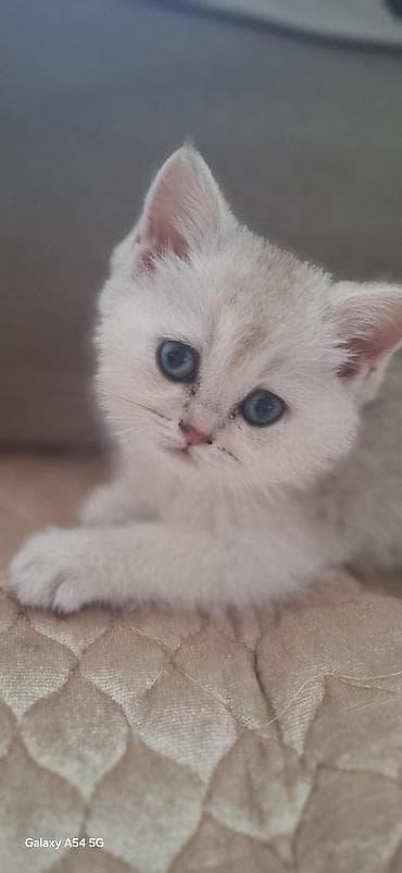 Şinşilla, Dişi, Yaxşı əllərə — 3