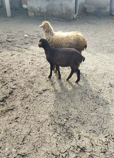 Sağlam heyvanardi 1 erkeydi 1 dişi böyük erkeydi razlasma yolu ilə