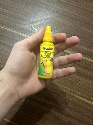 Gəmiricilər: Əla fürsət ələ öyrəşdirməyin tam vaxtıdır su qabıda üsdündə vrrilir — 3