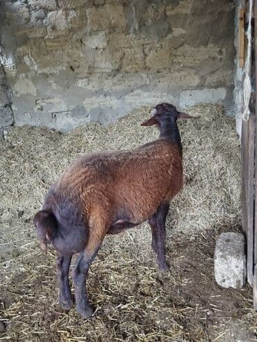 qurbanlıq qoyun: Erkək, il: 1, 40 kq, Ətlik, Ünvandan götürmə — 1