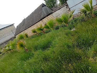 qara torpaq ve peyin: Məhsul: Yelpaze formalı dekorativ palma fidanları (Washingtonia/fan — 2