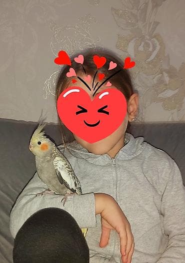 Tutuquşları: Oz qusumun balasidi.Tam el qusudu.Iki ayligdi erkekdi — 2