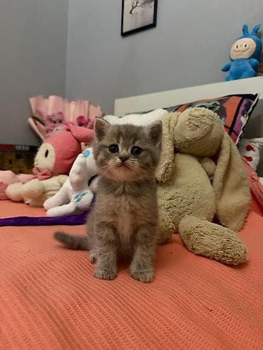 pisiklerin qiymetleri: Şotland, Erkək, Dişi — 8