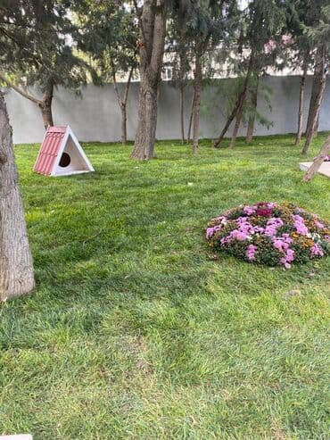 bina az musfiq qesebesi kohne tikili: Bakı, 2 otaqlı, Köhnə tikili, 52 kv. m — 2