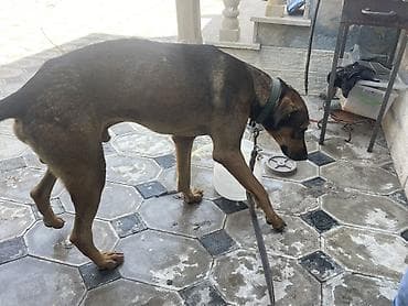 doberman satış: Doberman satlır ıtım cox oldugu ucun yerım balacadı qardaslar bunun — 1