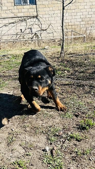 dişi xaski: Rotveyler, 7 ay, Erkek, Ünvandan götürmə — 3