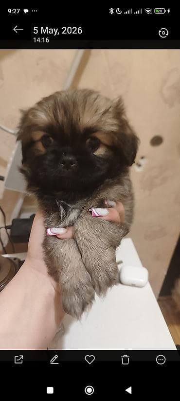 pekines itler: Pekines, 1 ay — 3